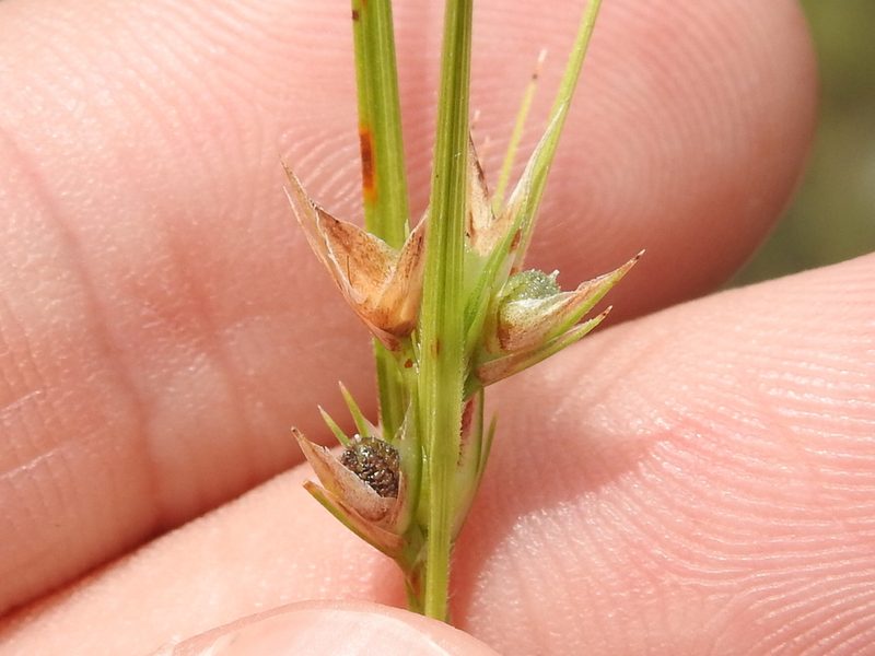 Scleria ciliata, photographed by Sam Kieschnick