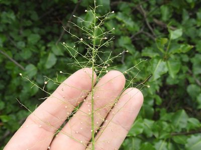 Dichanthelium sphaerocarpon, photographed by Sam Kieschnick