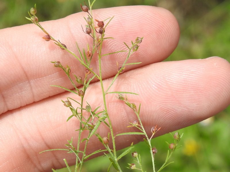Lechea tenuifolia, photographed by Sam Kieschnick