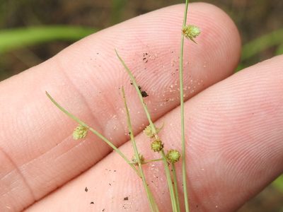 Cyperus hemidrummondii, photographed by Sam Kieschnick