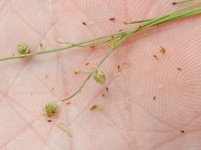 Cyperus hemidrummondii, photographed by Sam Kieschnick