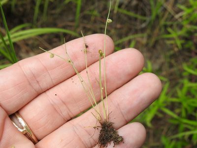Cyperus hemidrummondii, photographed by Sam Kieschnick