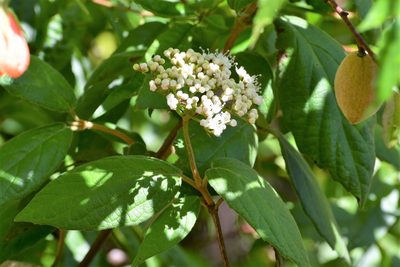 Viburnum jucundum, photographed by Neptalí Ramírez Marcial