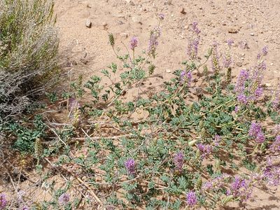 Dalea scariosa, photographed by Craig Martin