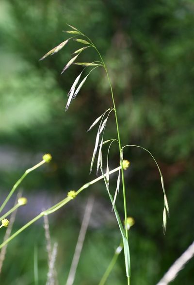 Bromus anomalus, photographed by Neptalí Ramírez Marcial