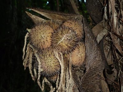 Astrocaryum alatum, photographed by Eduardo Chacón Madrigal