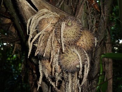 Astrocaryum alatum, photographed by Eduardo Chacón Madrigal