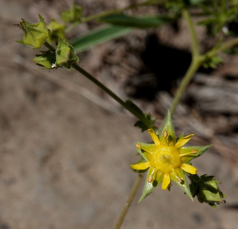 Potentilla sabulosa, photographed by desertnaturalist