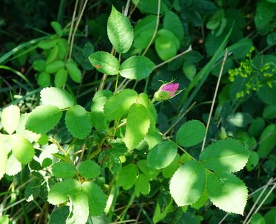 Rosa gallica, photographed by Patrick Hacker