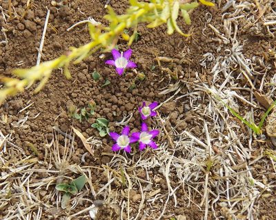 Campanula filicaulis, photographed by Thibaud Aronson