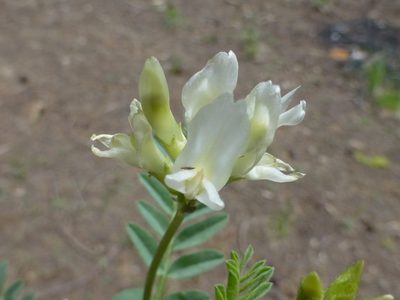 Astragalus bolanderi, photographed by Steve Woodward