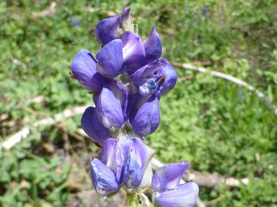 Lupinus burkei, photographed by Steve Woodward