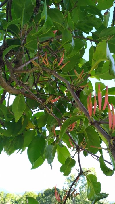 Dendrophthoe curvata, photographed by Steve Fitzgerald