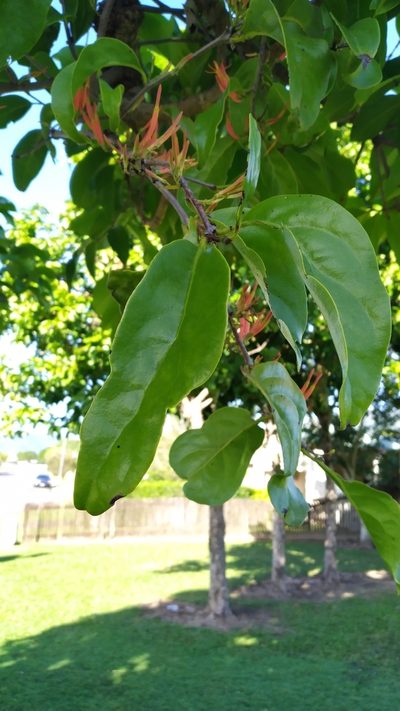 Dendrophthoe curvata, photographed by Steve Fitzgerald