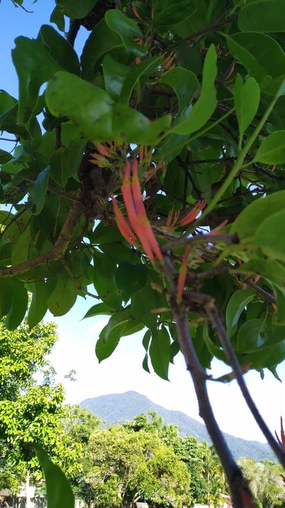 Dendrophthoe curvata, photographed by Steve Fitzgerald