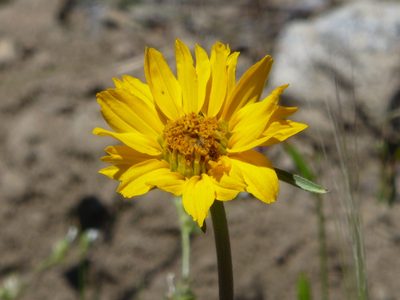 Helianthella californica, photographed by Steve Woodward