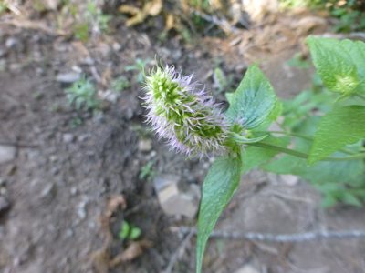 Agastache urticifolia, photographed by Steve Woodward