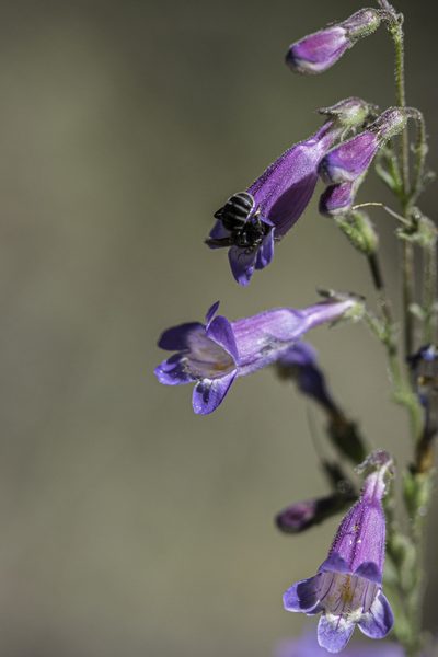 Penstemon inflatus, photographed by Craig Martin
