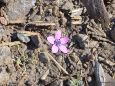 Navarretia leptalea, photographed by Steve Woodward
