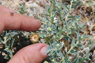 Euphorbia acuta, photographed by Eric Knight