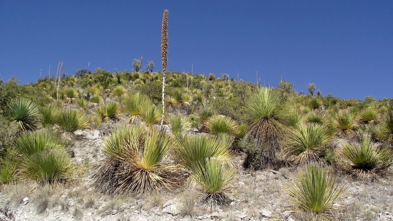 Dasylirion miquihuanense, photographed by Raúl Ernestoo