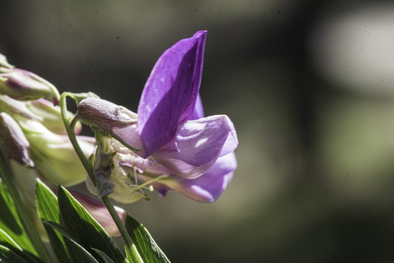 Lathyrus eucosmus, photographed by Craig Martin