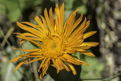 Pyrrocoma crocea, photographed by Craig Martin