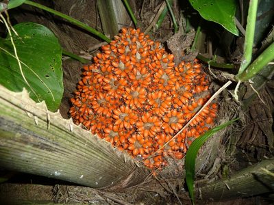 Elaeis oleifera, photographed by Eduardo Chacón Madrigal
