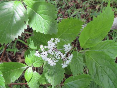 Hydrangea hirta, photographed by Marco Mussita