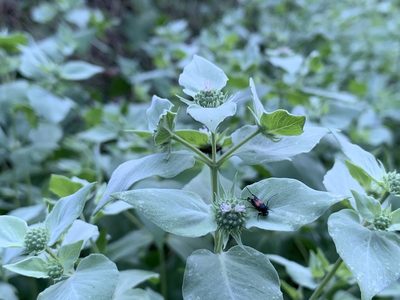 Pycnanthemum muticum, photographed by Eric Baratta