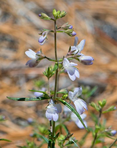 Collinsia linearis, photographed by Mike Duran