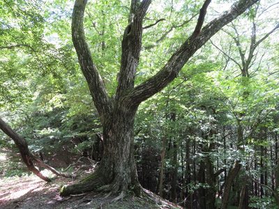 Castanea crenata, photographed by Marco Mussita