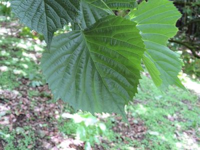 Euptelea polyandra, photographed by Marco Mussita