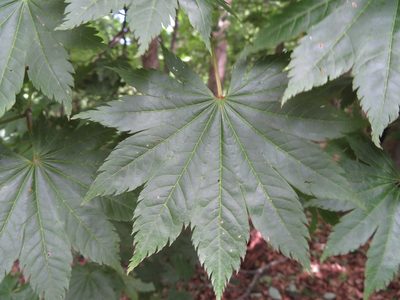 Acer shirasawanum