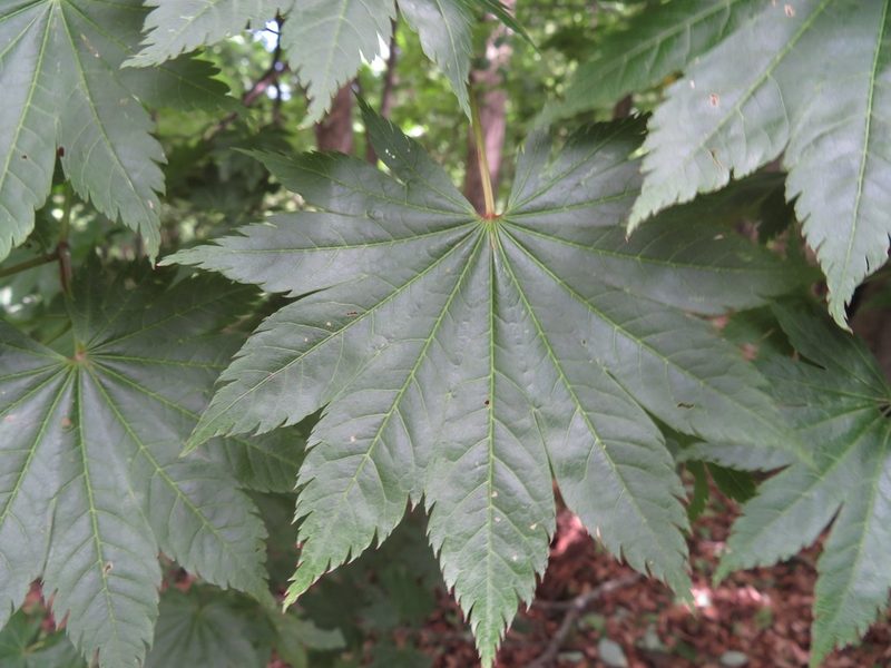 Acer shirasawanum, photographed by Marco Mussita