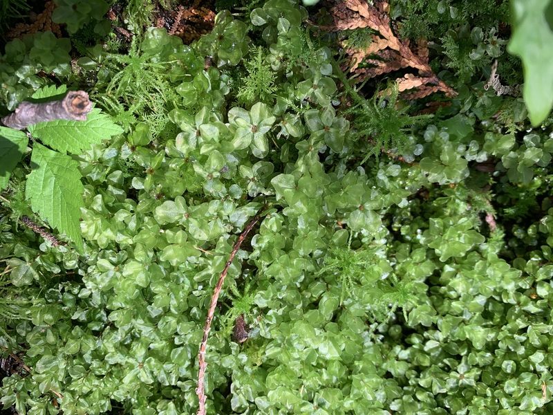 Rhizomnium appalachianum, photographed by Brandon Corder