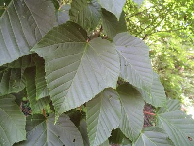 Acer capillipes, photographed by Marco Mussita