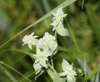 Pycnanthemum muticum, photographed by Ashwin Srinivasan