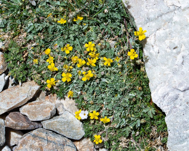 Potentilla holmgrenii, photographed by Dominic Gentilcore