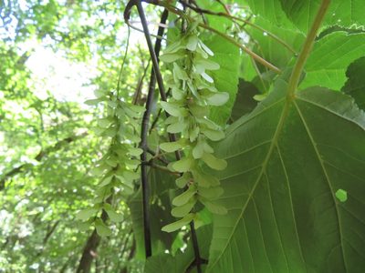 Acer capillipes, photographed by Marco Mussita