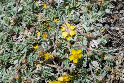 Potentilla holmgrenii, photographed by Dominic Gentilcore
