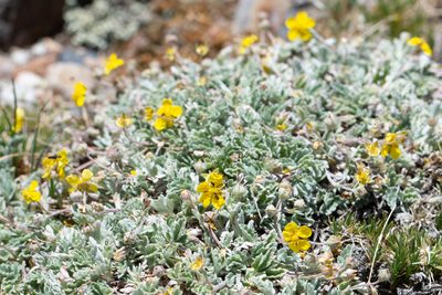 Potentilla holmgrenii, photographed by Dominic Gentilcore