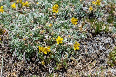 Potentilla holmgrenii, photographed by Dominic Gentilcore