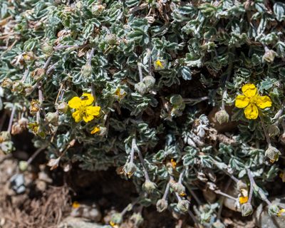 Potentilla holmgrenii, photographed by Dominic Gentilcore