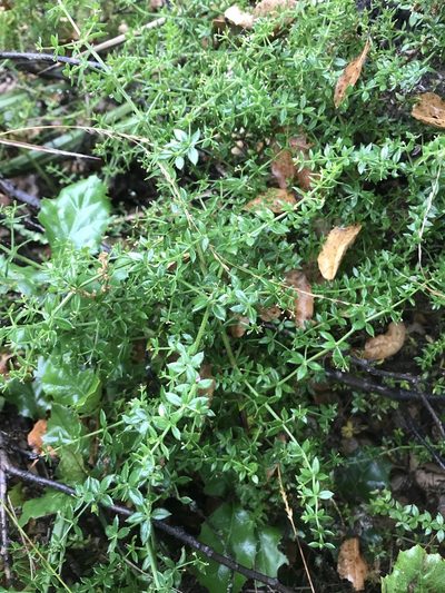 Trichogalium cliftonsmithii, photographed by Adam J. Searcy