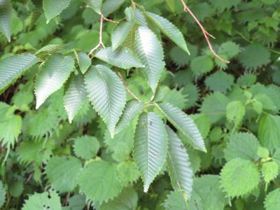 Carpinus japonica, photographed by Marco Mussita