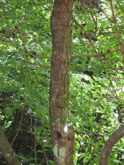 Carpinus japonica, photographed by Marco Mussita