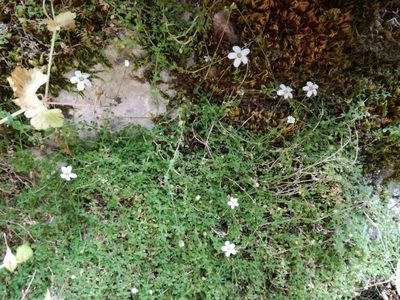Arenaria balearica, photographed by Davide Puddu