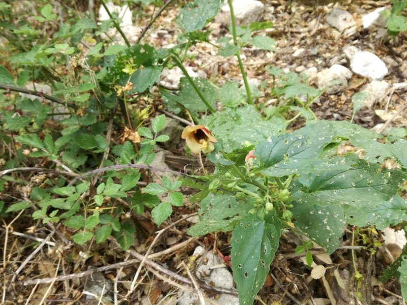 Scrophularia trifoliata, photographed by Davide Puddu