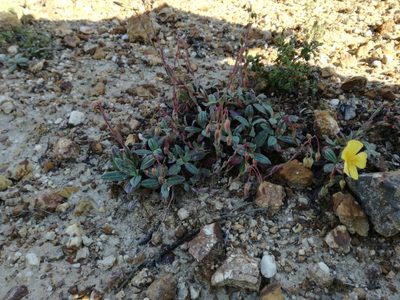 Tuberaria lignosa, photographed by Davide Puddu